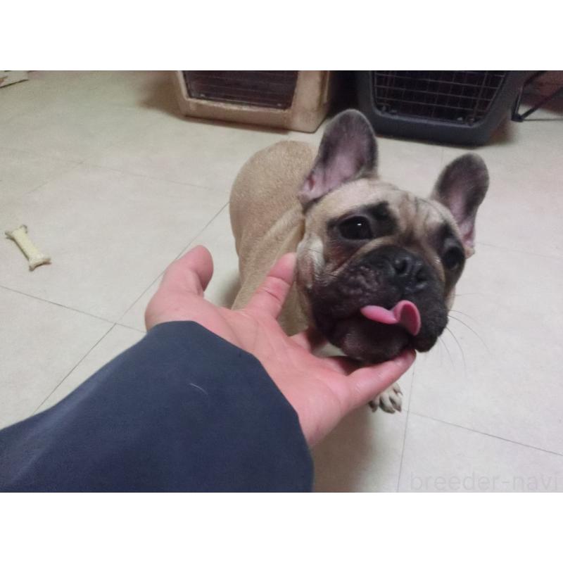 販売中の兵庫県のフレンチブルドッグ-380876の4枚目