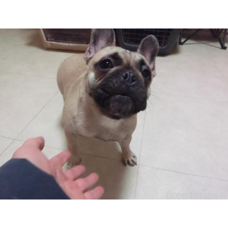販売中の兵庫県のフレンチブルドッグ-380876の3枚目