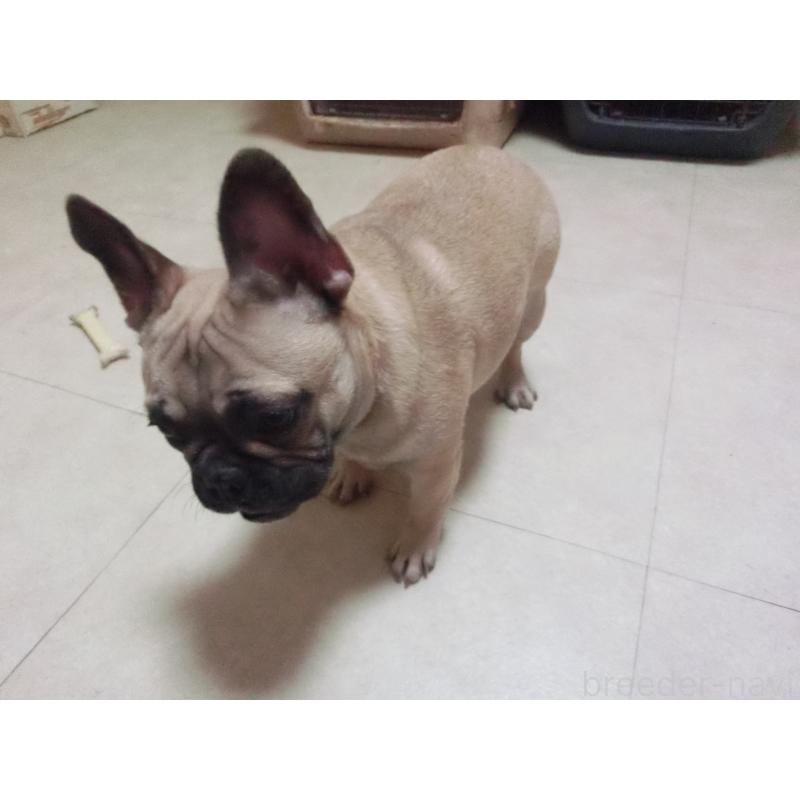 販売中の兵庫県のフレンチブルドッグ-380876の2枚目