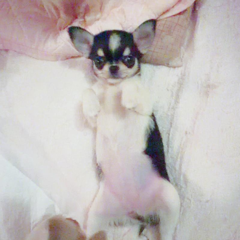 販売中の香川県のチワワ(スムースコート)-437432の6枚目