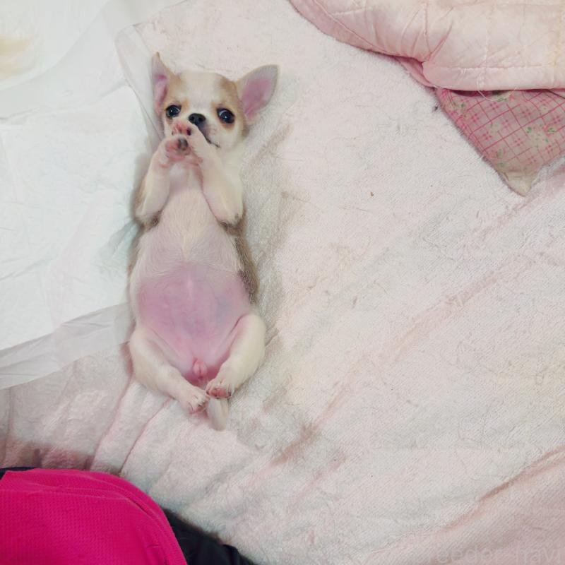 成約済の香川県のチワワ(スムースコート)-437433の3枚目