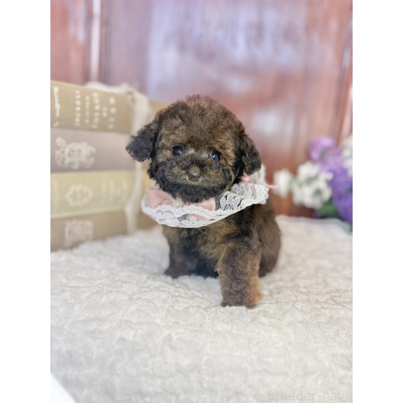 販売中の茨城県のタイニープードル-443013の10枚目