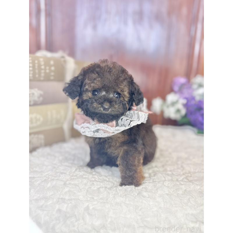 販売中の茨城県のタイニープードル-443013の9枚目