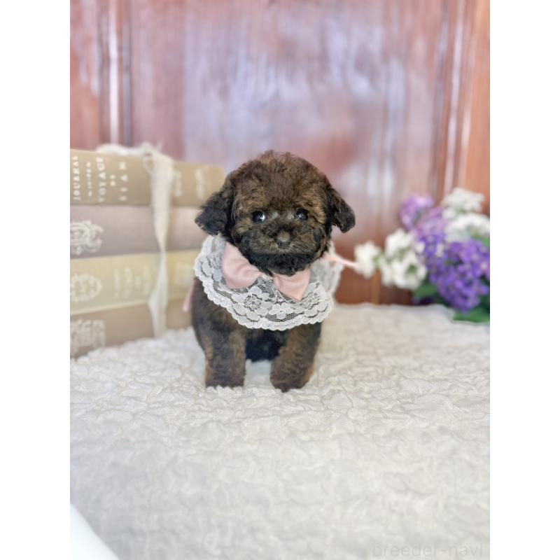 販売中の茨城県のタイニープードル-443013の8枚目