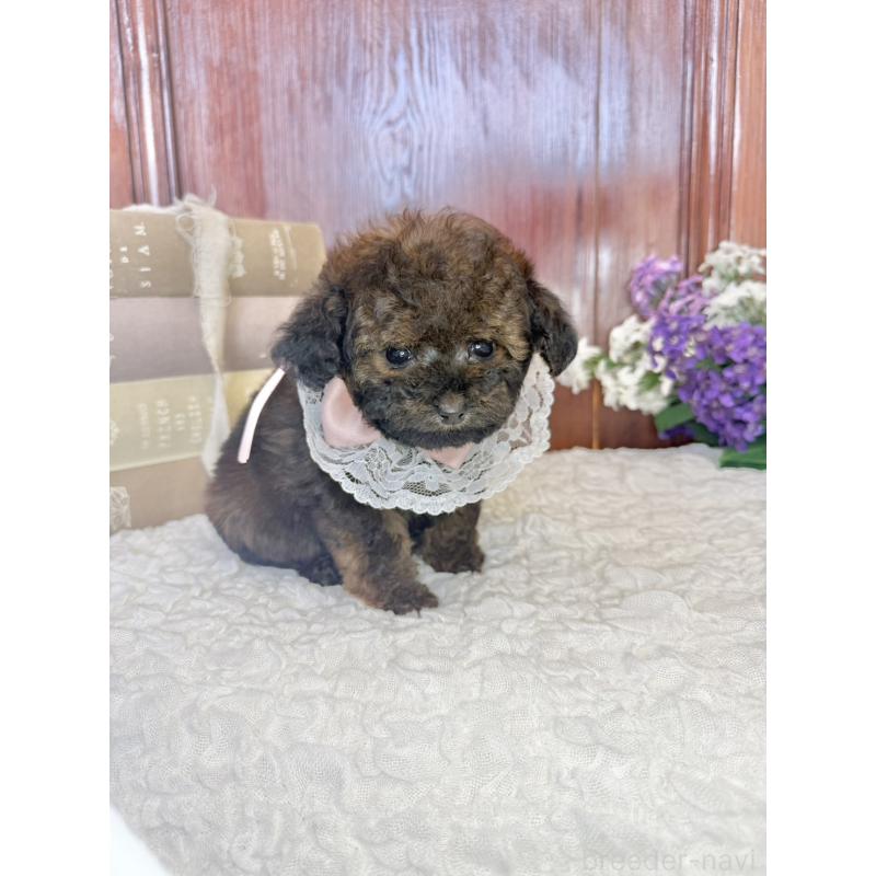 販売中の茨城県のタイニープードル-443013の7枚目