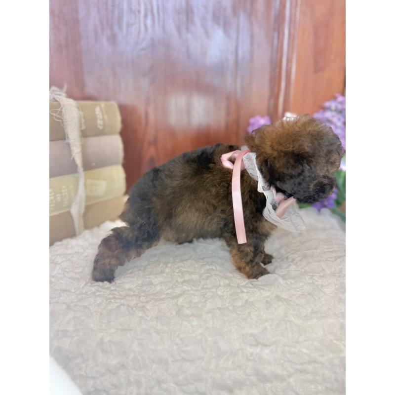 販売中の茨城県のタイニープードル-443013の6枚目