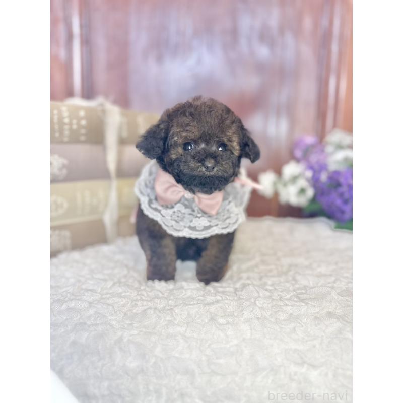 販売中の茨城県のタイニープードル-443013の5枚目