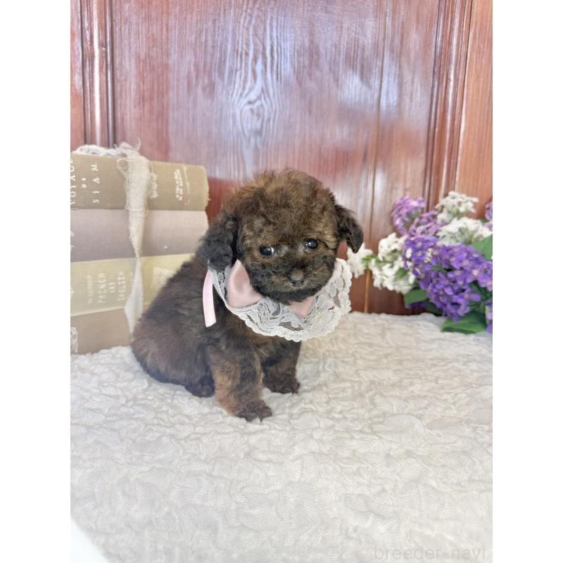 販売中の茨城県のタイニープードル-443013の4枚目