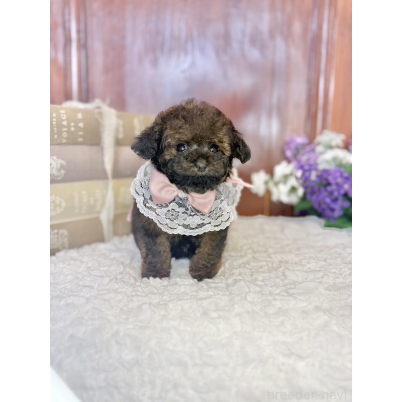 販売中の茨城県のタイニープードル-443013の3枚目