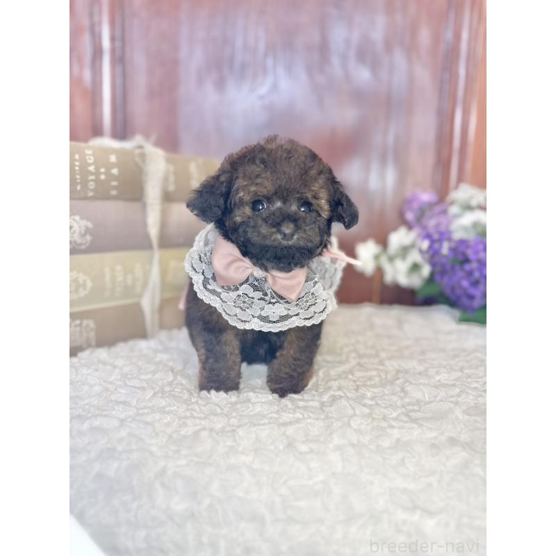 販売中の茨城県のタイニープードル-443013の2枚目