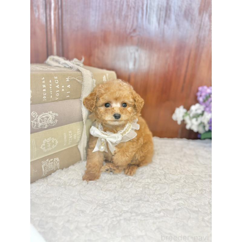 販売中の茨城県のタイニープードル-443015の8枚目