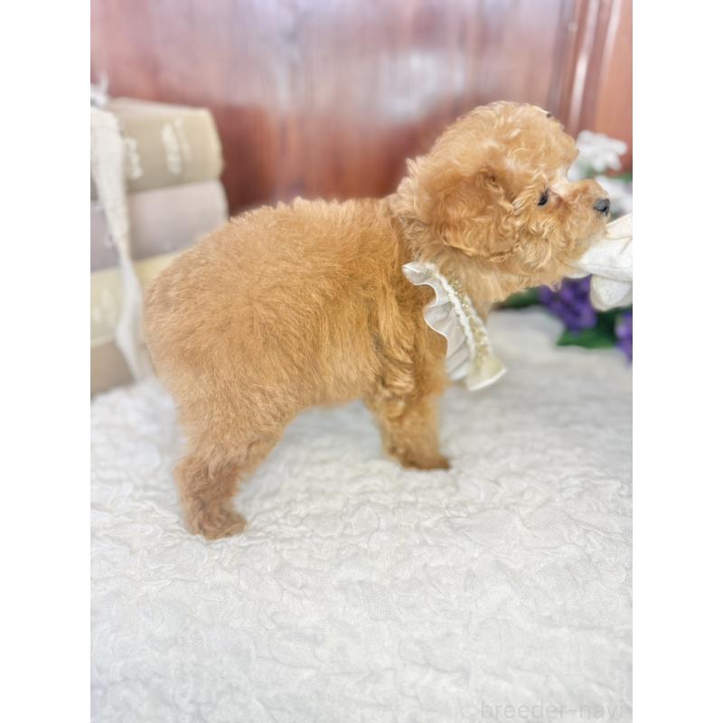 販売中の茨城県のタイニープードル-443015の6枚目