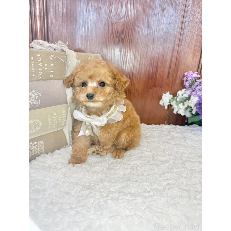 販売中の茨城県のタイニープードル-443015の5枚目