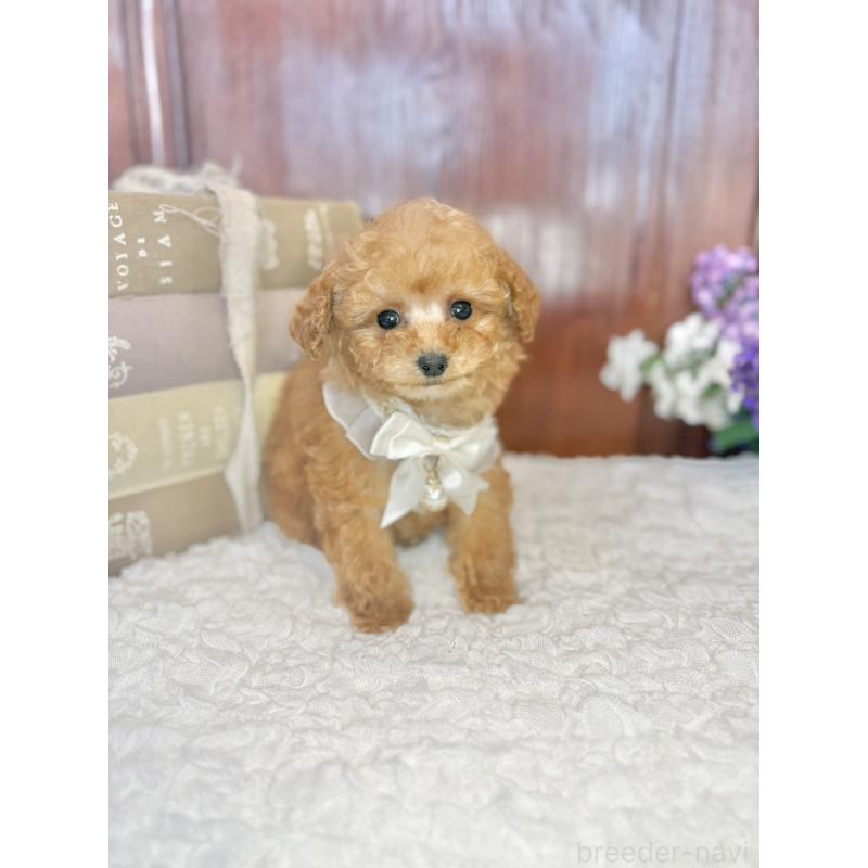 販売中の茨城県のタイニープードル-443015の4枚目