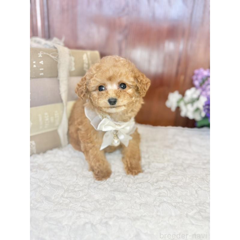 販売中の茨城県のタイニープードル-443015の3枚目