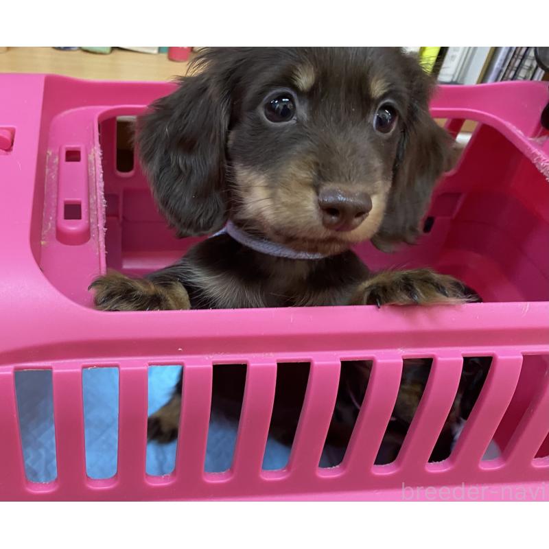 販売中の千葉県のカニンヘンダックスフンド(ロングヘアード)-443017の5枚目