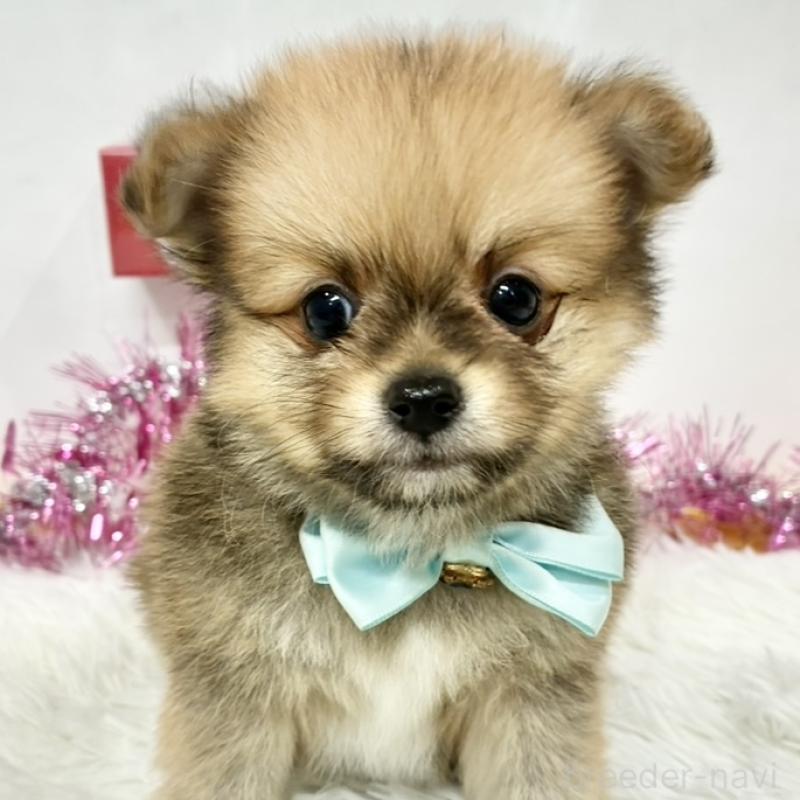 販売中の岐阜県のポメチワ:ポメラニアン×チワワ-443019の1枚目