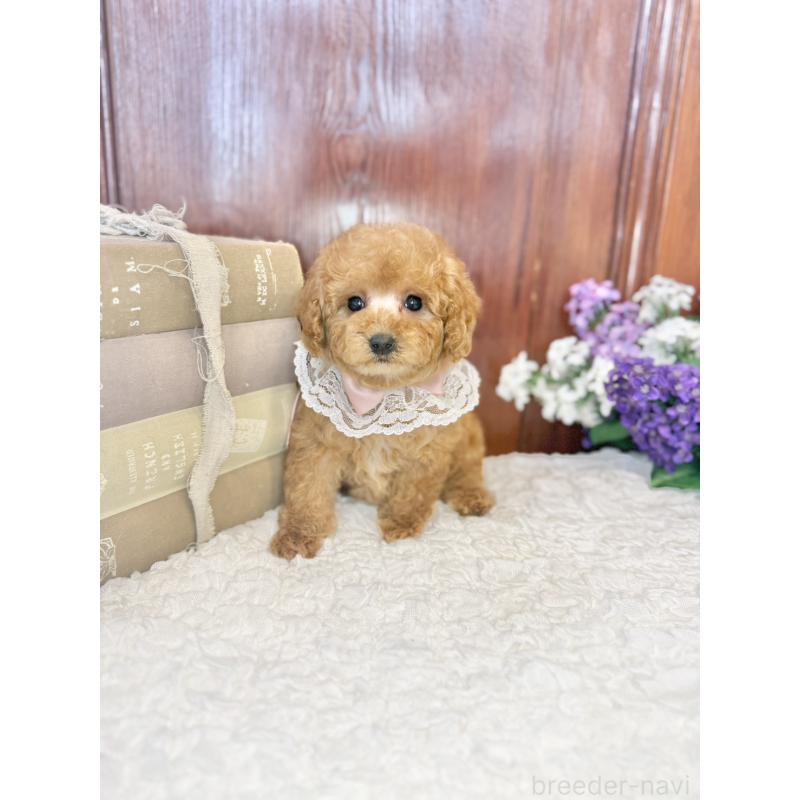 販売中の茨城県のタイニープードル-443018の10枚目