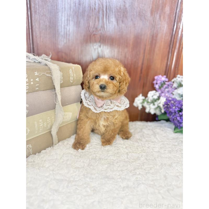 販売中の茨城県のタイニープードル-443018の9枚目