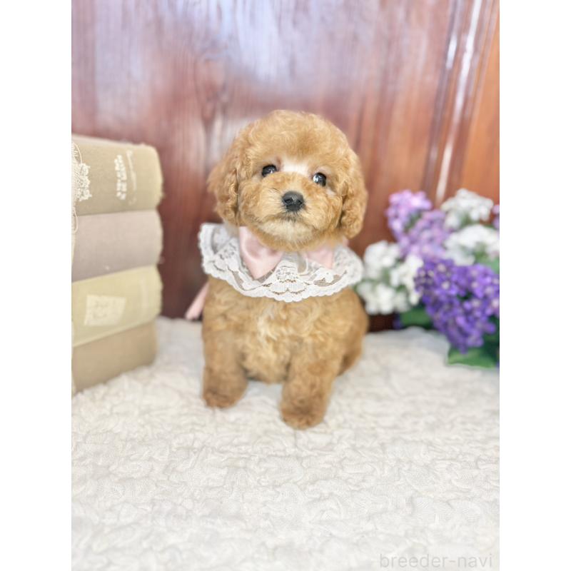 販売中の茨城県のタイニープードル-443018の8枚目