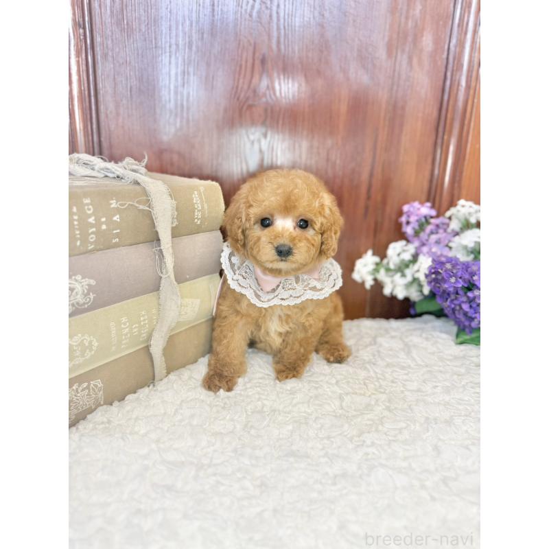販売中の茨城県のタイニープードル-443018の4枚目