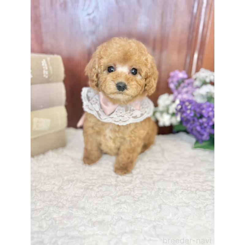 販売中の茨城県のタイニープードル-443018の3枚目