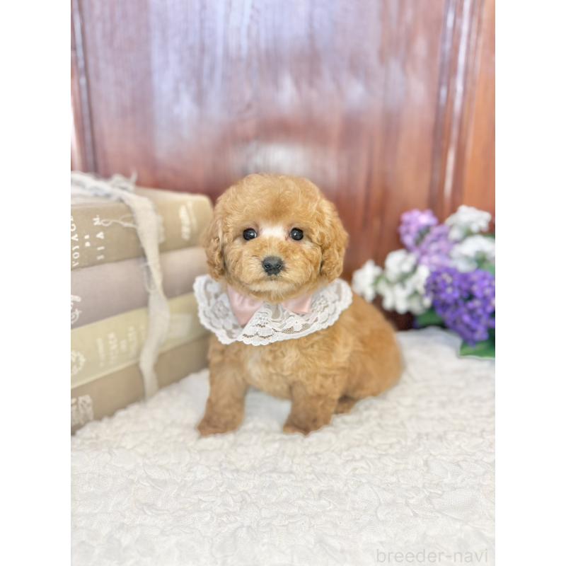 販売中の茨城県のタイニープードル-443018の2枚目