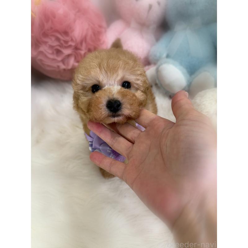 販売中の香川県のトイプードル-437524の8枚目