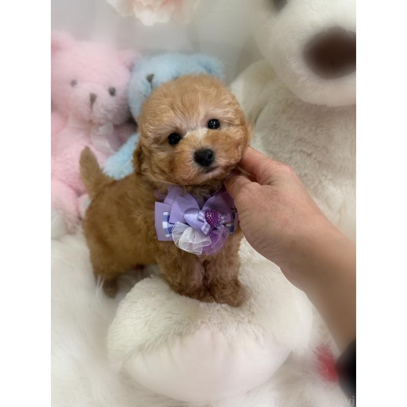 販売中の香川県のトイプードル-437524の7枚目