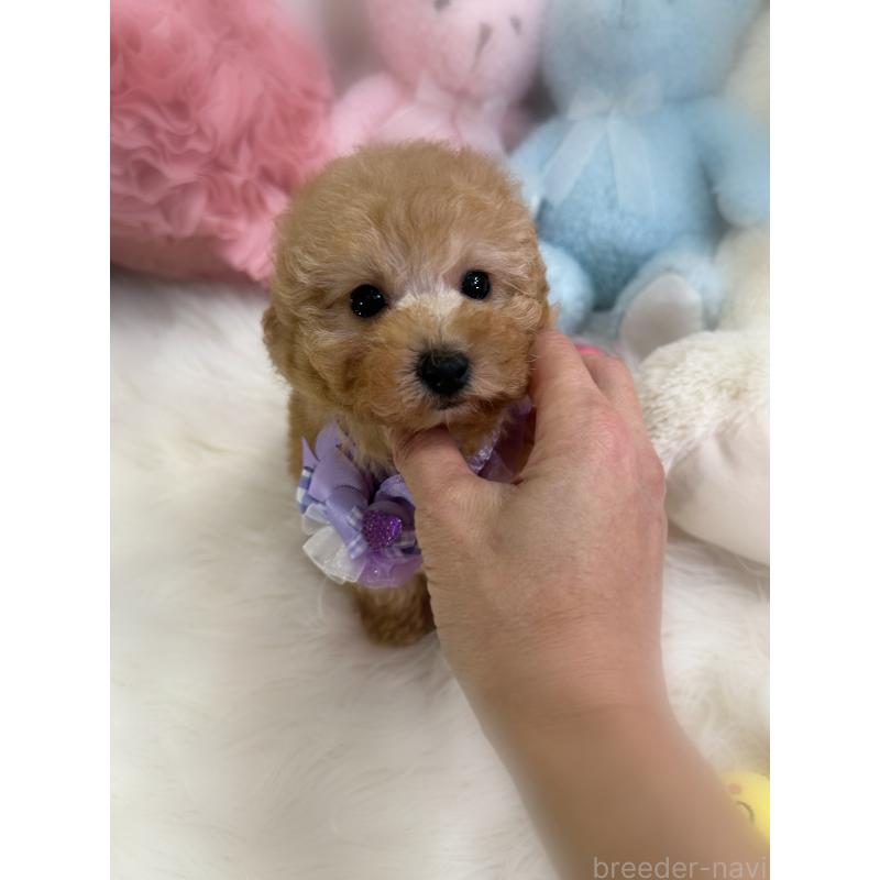 販売中の香川県のトイプードル-437524の6枚目