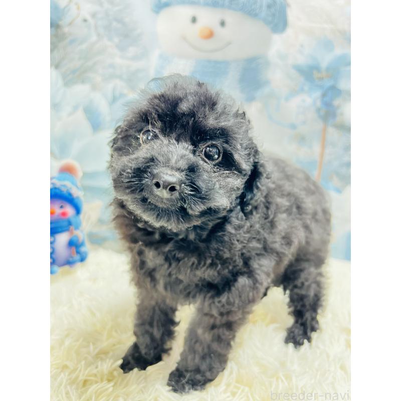 販売中の茨城県のトイプードル-442866の4枚目