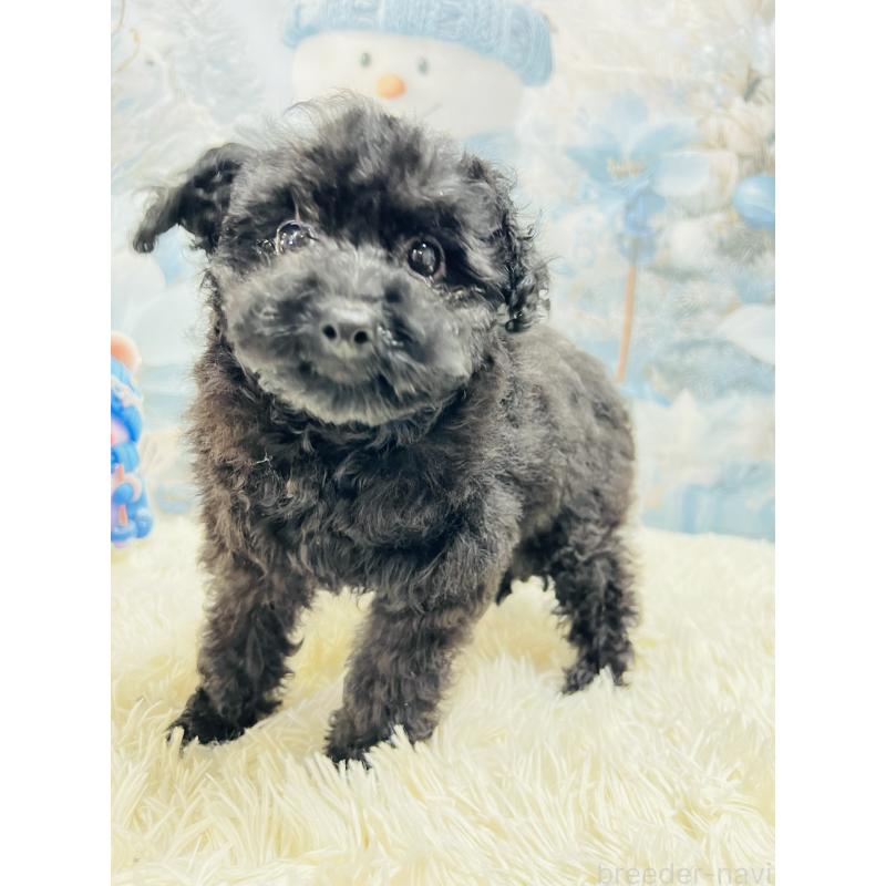 販売中の茨城県のトイプードル-442866の2枚目