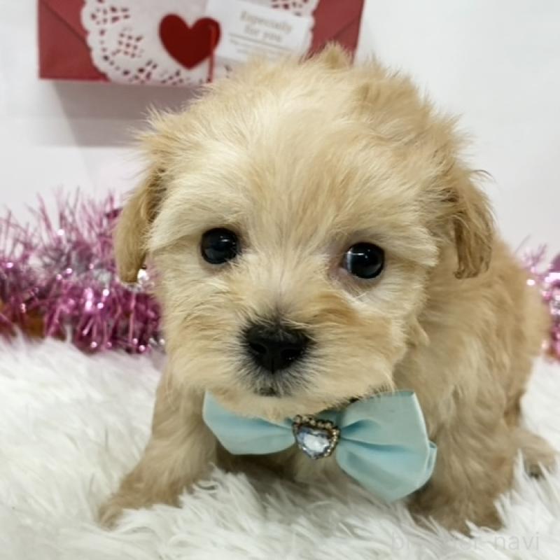 販売中の岐阜県のマルプー:マルチーズ×トイプードル-443021