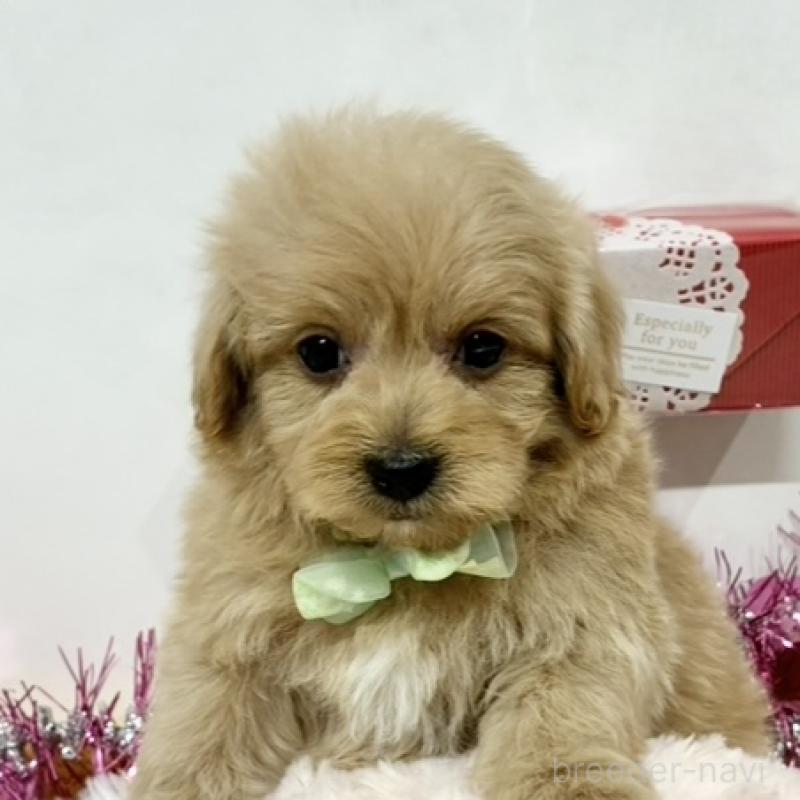 販売中の岐阜県のマルプー:マルチーズ×トイプードル-443022