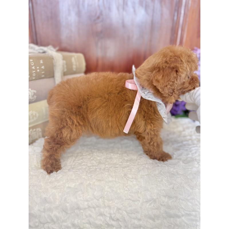 販売中の茨城県のタイニープードル-443024の13枚目