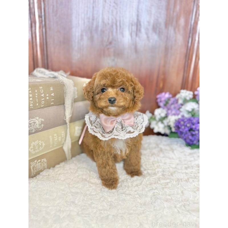 販売中の茨城県のタイニープードル-443024の12枚目