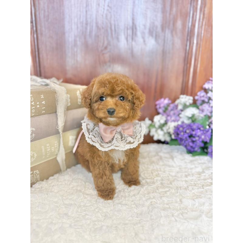 販売中の茨城県のタイニープードル-443024の11枚目