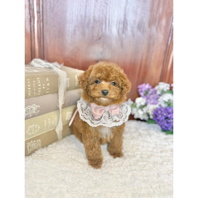 販売中の茨城県のタイニープードル-443024の10枚目