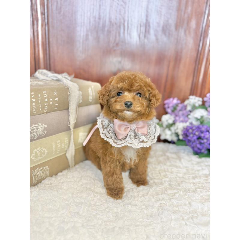 販売中の茨城県のタイニープードル-443024の9枚目