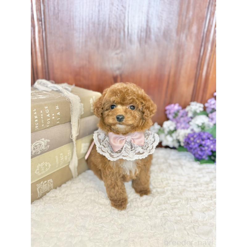 販売中の茨城県のタイニープードル-443024の8枚目