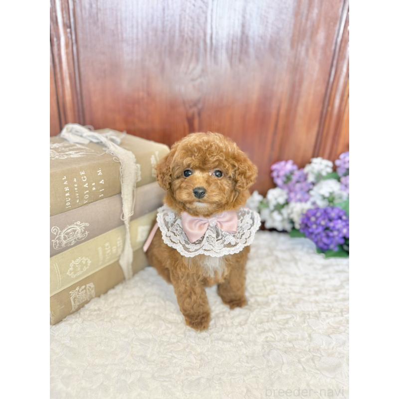 販売中の茨城県のタイニープードル-443024の7枚目