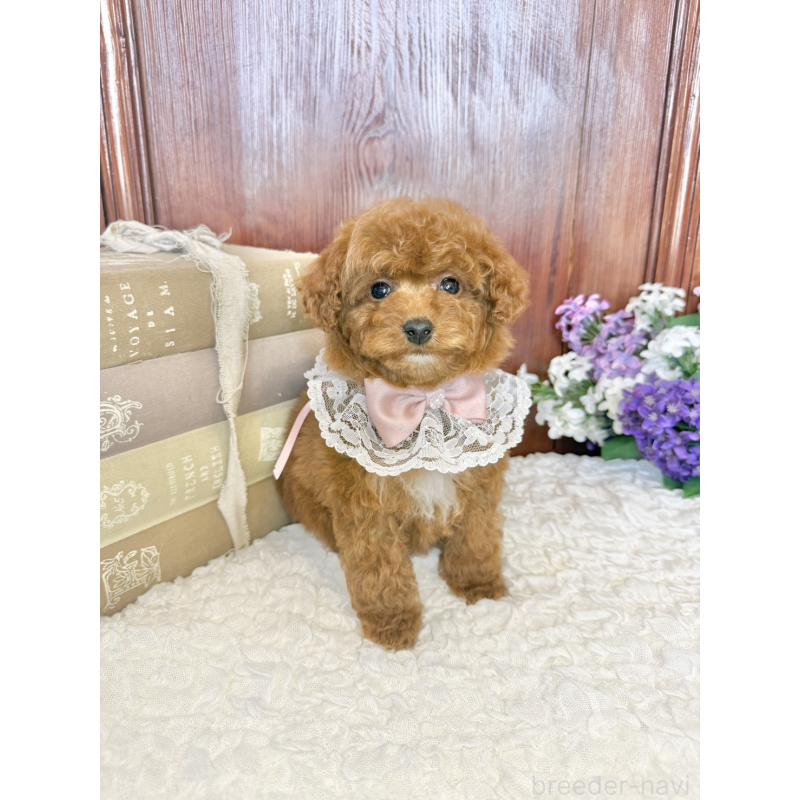 販売中の茨城県のタイニープードル-443024の6枚目