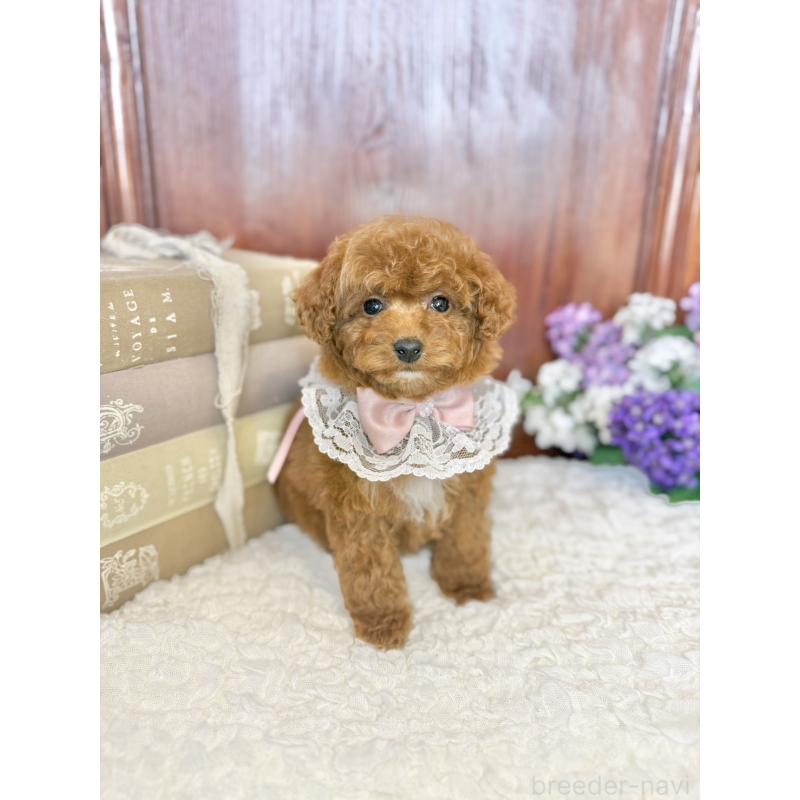 販売中の茨城県のタイニープードル-443024の5枚目