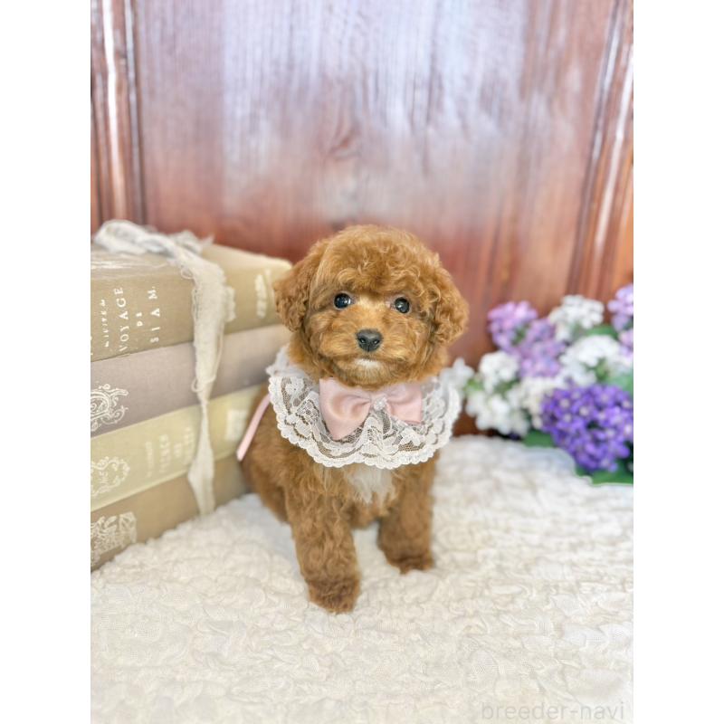 販売中の茨城県のタイニープードル-443024の4枚目