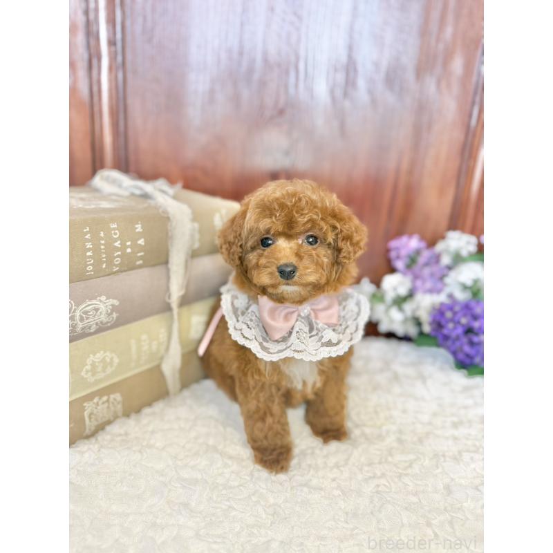 販売中の茨城県のタイニープードル-443024の3枚目