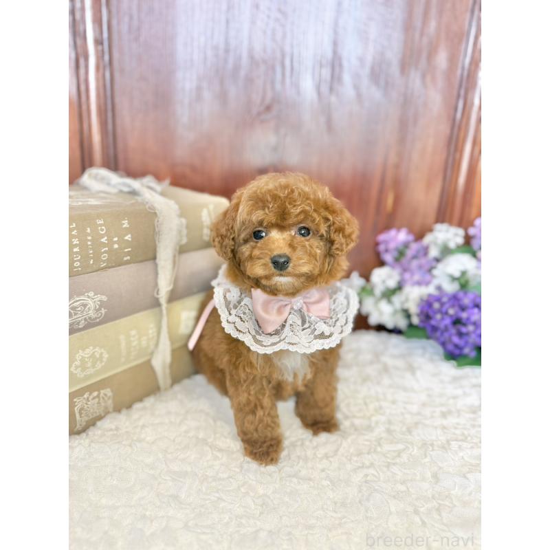 販売中の茨城県のタイニープードル-443024の2枚目