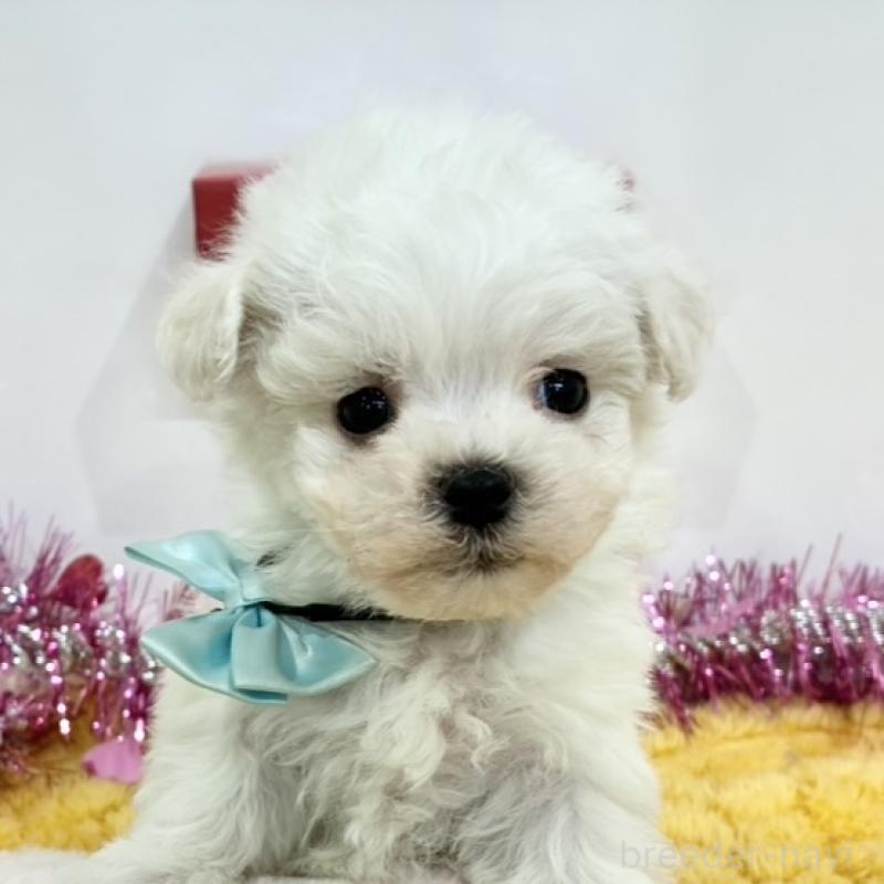 販売中の岐阜県のミックス犬-443026の1枚目