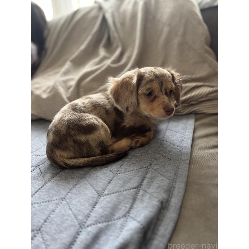 成約済の大分県のチワックス:チワワ×ミニチュアダックスフンド-438388の6枚目