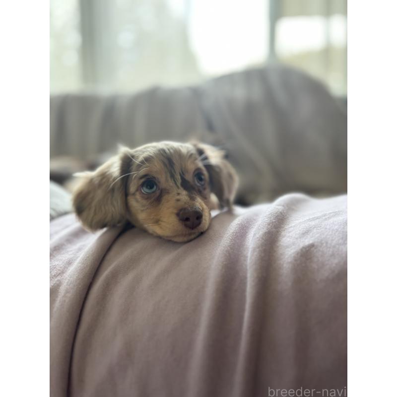 成約済の大分県のチワックス:チワワ×ミニチュアダックスフンド-438388の5枚目