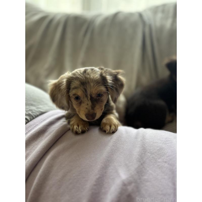 成約済の大分県のチワックス:チワワ×ミニチュアダックスフンド-438388の4枚目